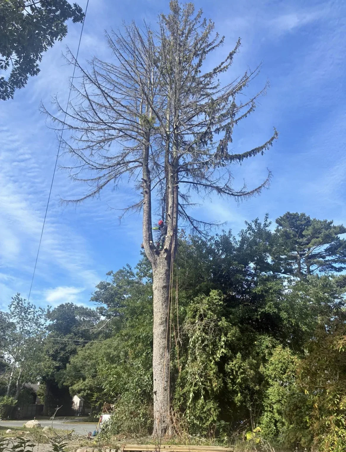 Tall dead tree with bare limbs beside a utility line, with a climber partway up the trunk